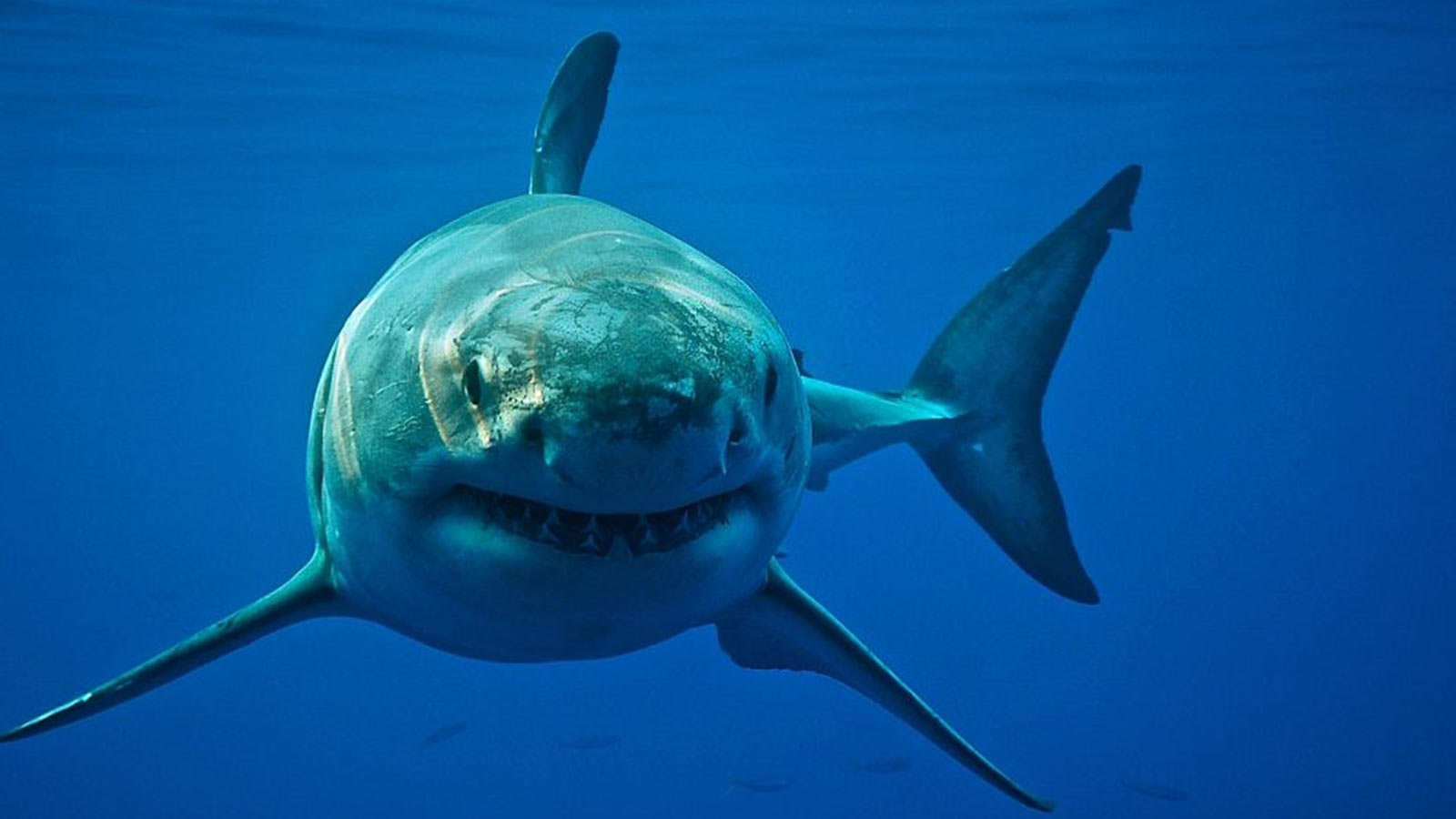Shark Attack Odds photo
